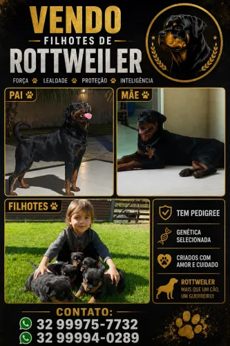Filhote Rotwailler 
