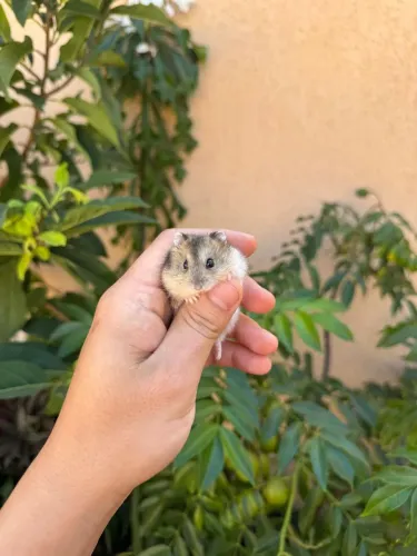 Hamster mansinho