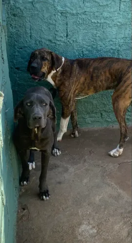 Fila Brasileiro