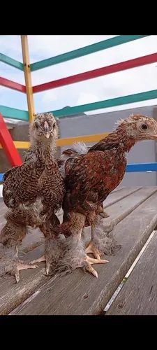 Brahma Perdiz.