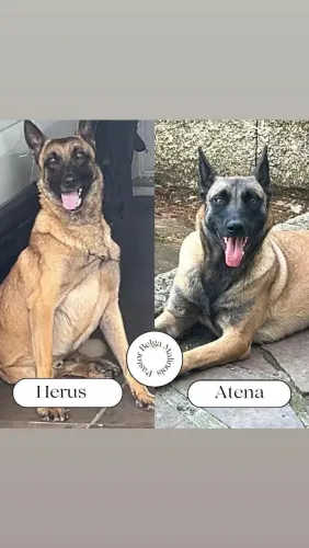 Casal de Pastor Belga Malinois 