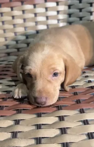 Cachorro