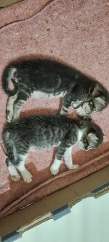 Vendo dois filhotes siamês or 200 reais CADA UM 86, *