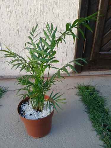 Palmeira Chamedorea Elegans.