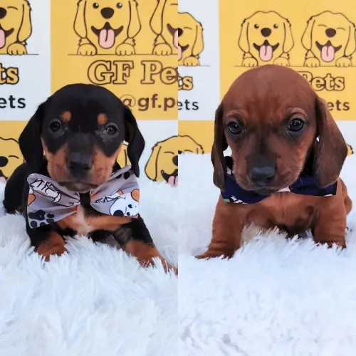 Tecke / dachshund/ Basset / Cofap / salsicha macho disponível