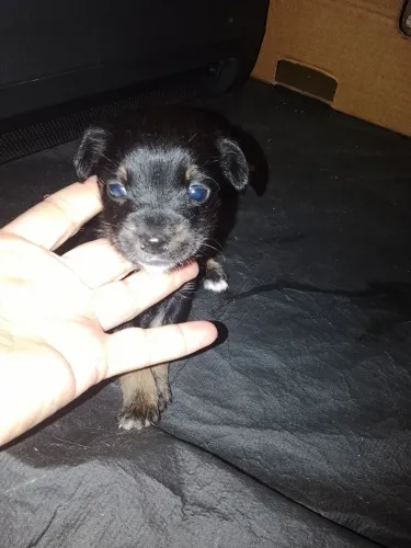 Chihuahua macho 