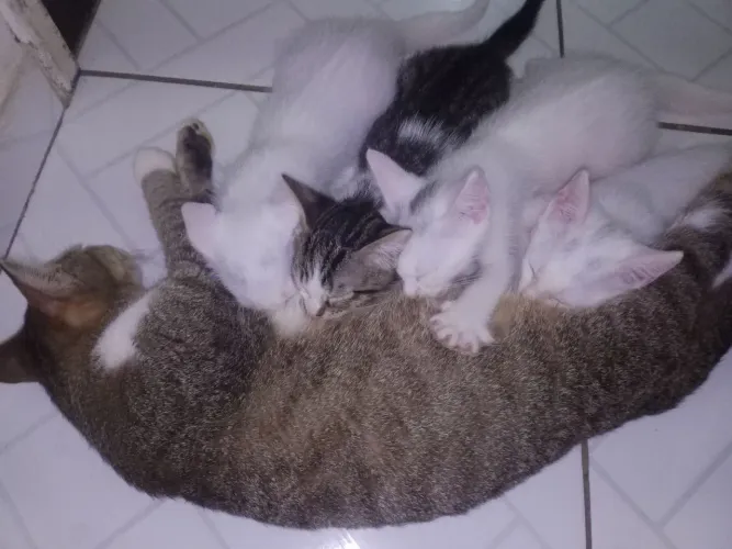 Doação de Gatos Responsável.