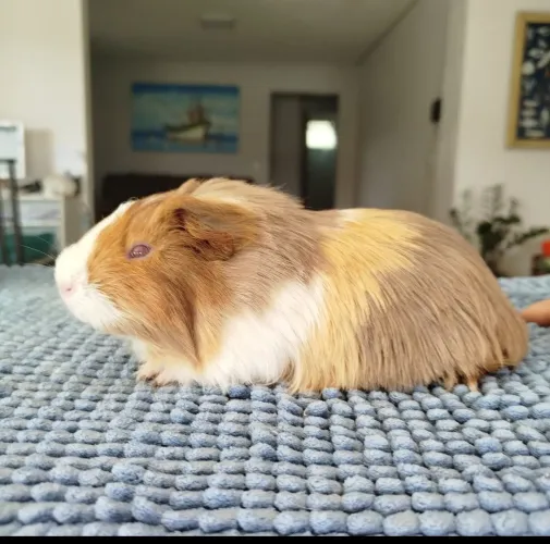 Porquinhos da índia Filhote