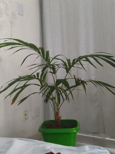 Palmeira 