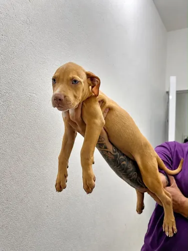 Cachorra pit monster
