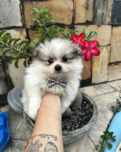 Lulu Da Pomerania