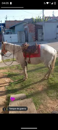 Égua pura de marcha picada 