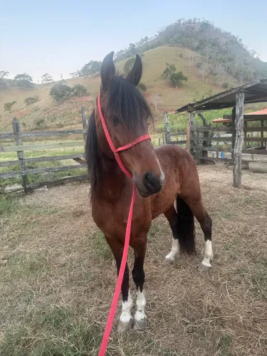 Cavalo mangalarga