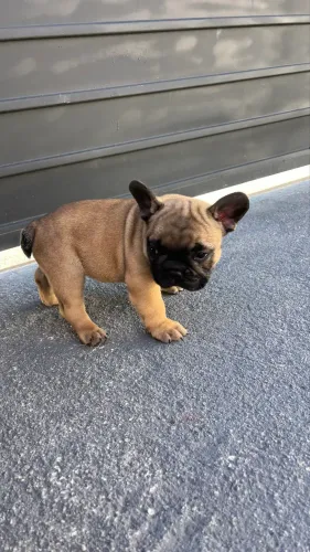 Venda de Buldogue francês 