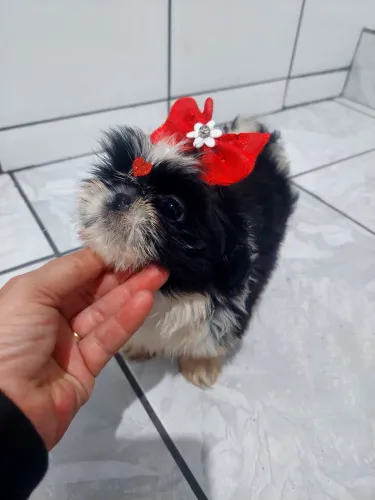 Shihtzu femea e macho fofissimos