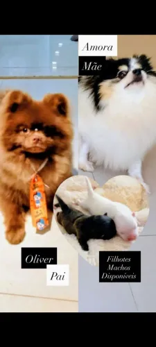 SPITZ ALEMÃO 