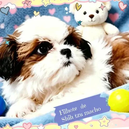 Lindíssimo filhote de Shih tzu macho tricolor, pais pequenos.
