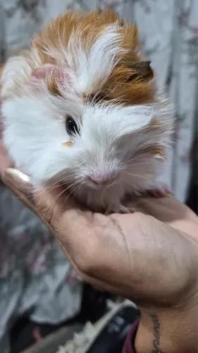O porquinho da Índia 
