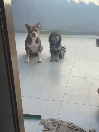 Cachorro