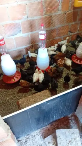 Pintinho GLC (ovos coloridos)