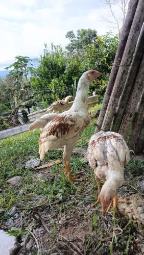 Apens macho de otima qualidade vc que pretende ter qualifica sua raça aproveite..