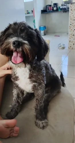 Vendo um Shih Tzu macho 