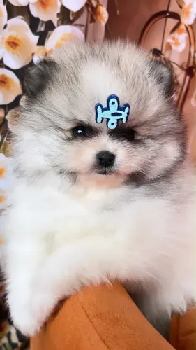 Spitz Alemão - Filhote com Pedigree