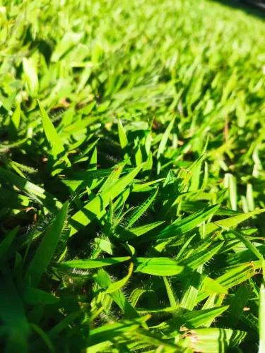 Transforme seu jardim com grama de qualidade!