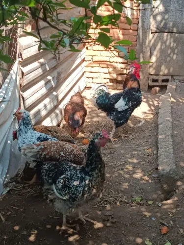 Galinha balão GSB ovos férteis