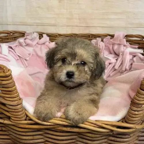 um amigo de verdade poodle x maltes 