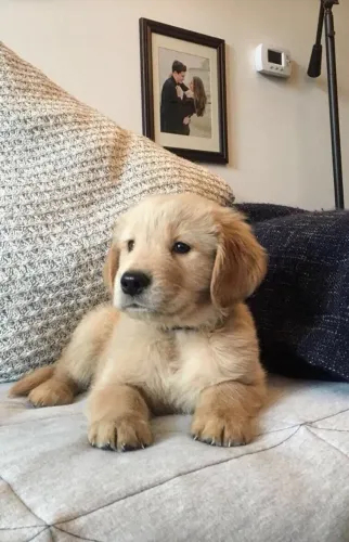 Golden retriever leal e carinhoso 