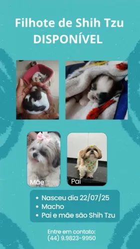 Vendo shihtzu