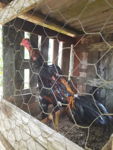Excelente frango indiano disponível. Troco em galinhas também. 