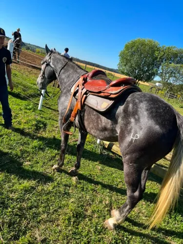 Cavalo Quarto de Milha PO