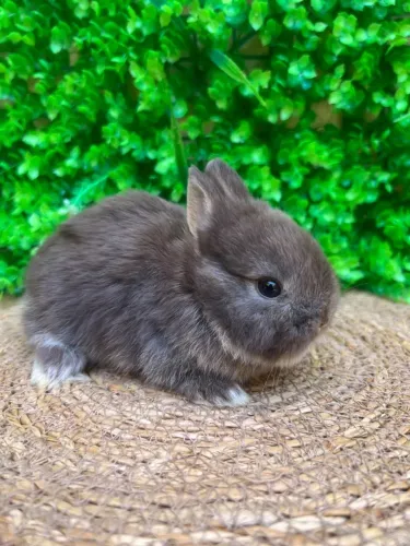 Mini Coelhos