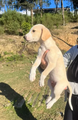 Filhote de galgo