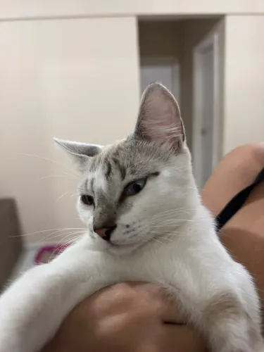 Adoção de gatos