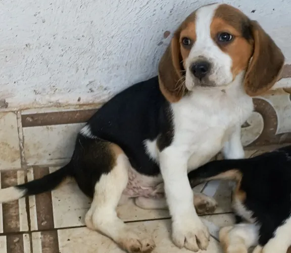 Lindos bebês meninos Beagle