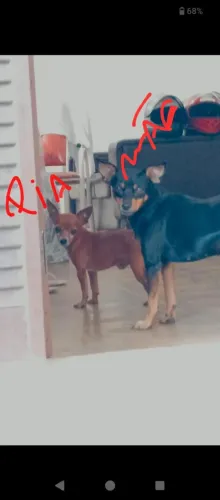 Pinscher N°2 