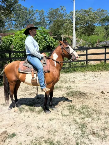 Lindo cavalo pampa top de sela em oferta