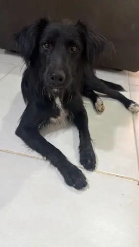 Cachorro macho