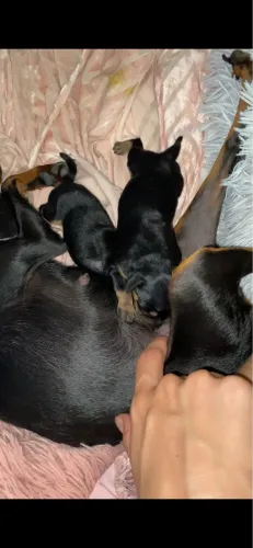 cachorro miniatura pinscher