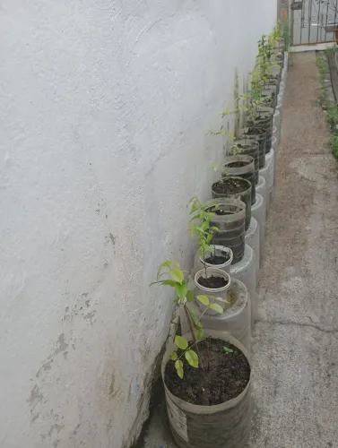 Vende-se pé de jaboticaba 