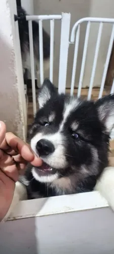 Husky Siberiano - AINDA TEM 1