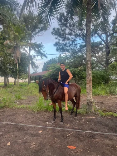 Cavalo