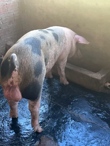 Vendo Reprodutor (BARRÃO)de excelente linhagem 