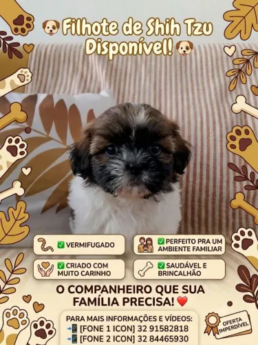 Vende filhot de Shih Tzu.