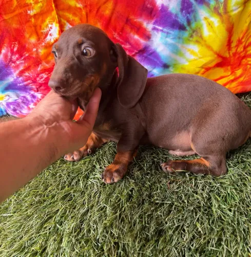 Dachshund / teckel - macho com valor baixo