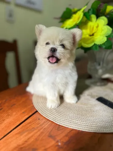 Filhote de spitz alemão