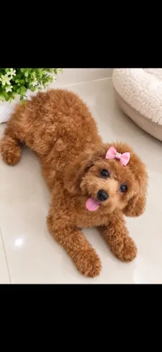 Fêmea Poodle 6 meses com pedigree
